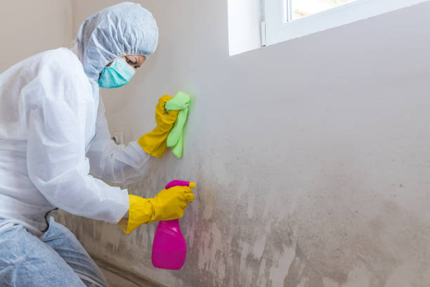 Best Asbestos and Lead Testing During Mold Inspection  in Loveland, OH