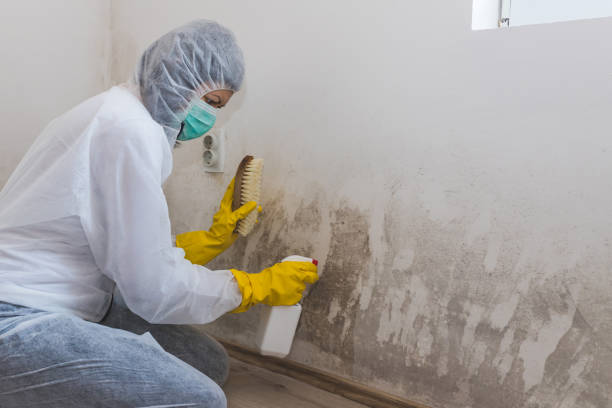 Best Mold Damage Restoration  in Loveland, OH